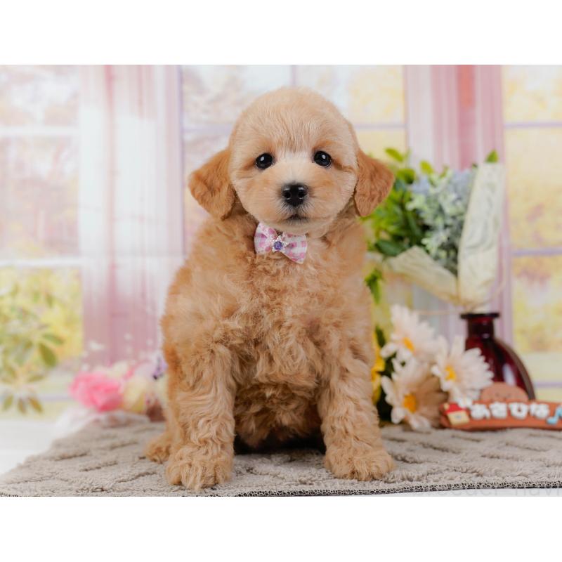 販売中の神奈川県のトイプードル-438997の13枚目