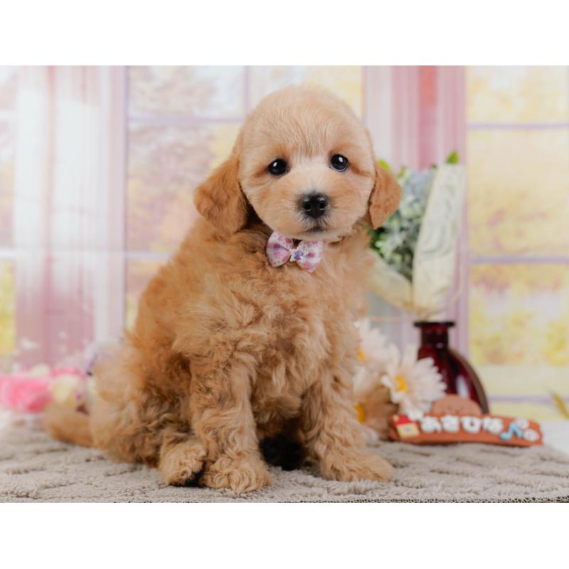 販売中の神奈川県のトイプードル-438997の11枚目