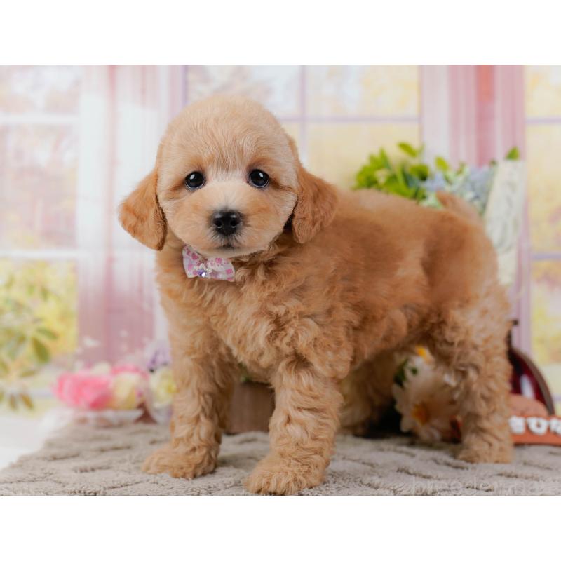 販売中の神奈川県のトイプードル-438997の10枚目