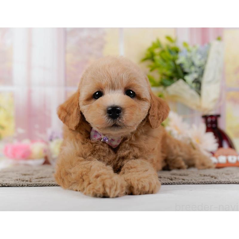 販売中の神奈川県のトイプードル-438997の9枚目