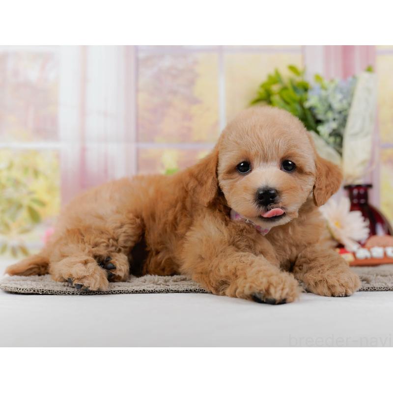 販売中の神奈川県のトイプードル-438997の8枚目