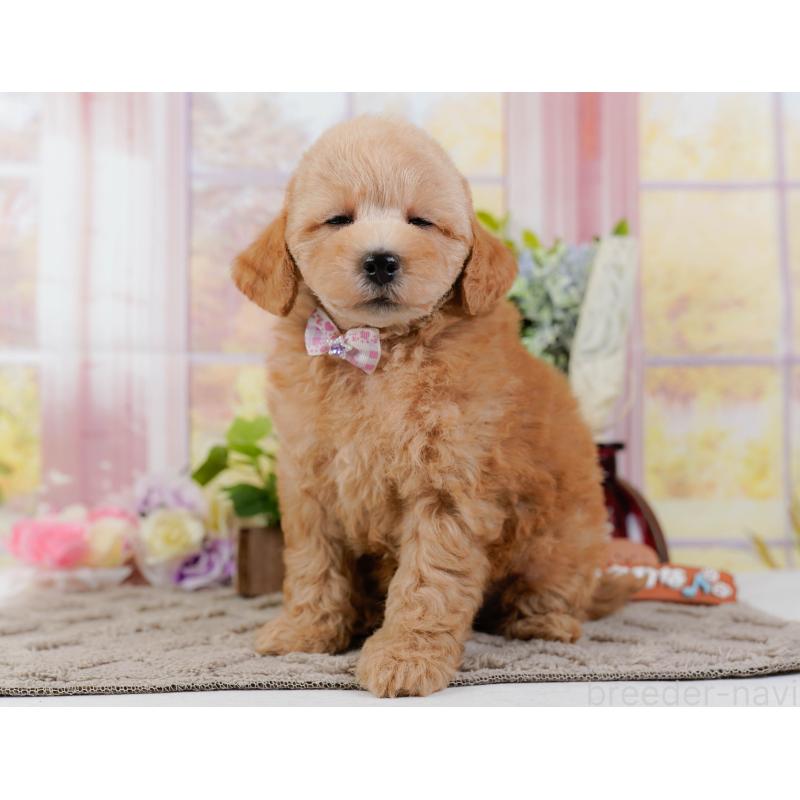 販売中の神奈川県のトイプードル-438997の7枚目