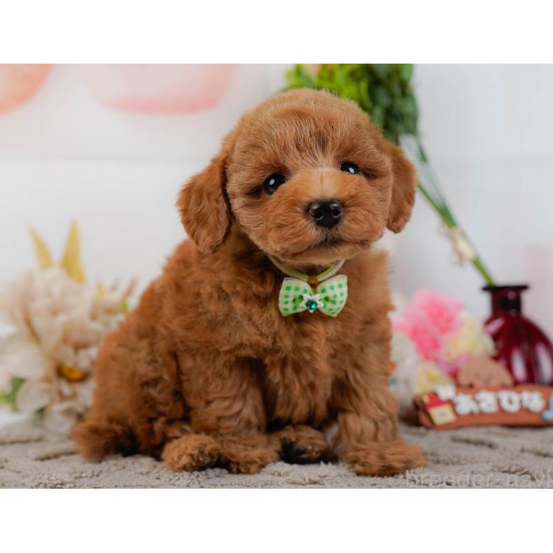 販売中の神奈川県のトイプードル-439015の12枚目