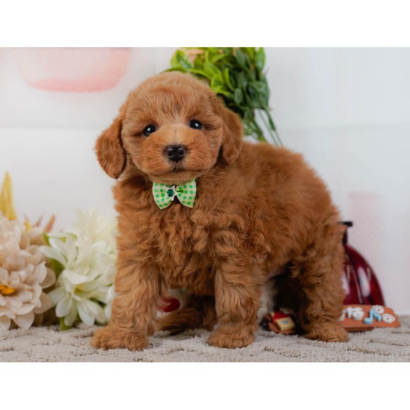 販売中の神奈川県のトイプードル-439015の11枚目