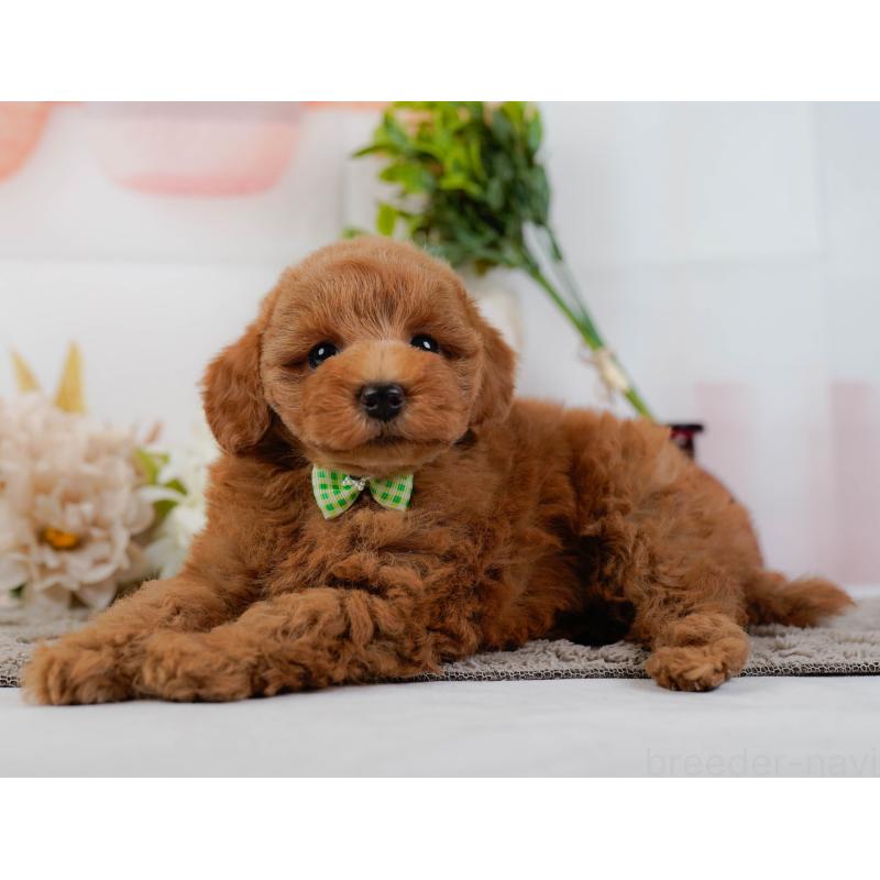 販売中の神奈川県のトイプードル-439015の9枚目