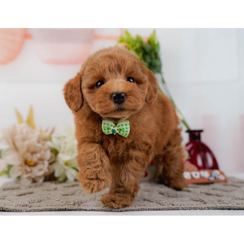 販売中の神奈川県のトイプードル-439015の8枚目