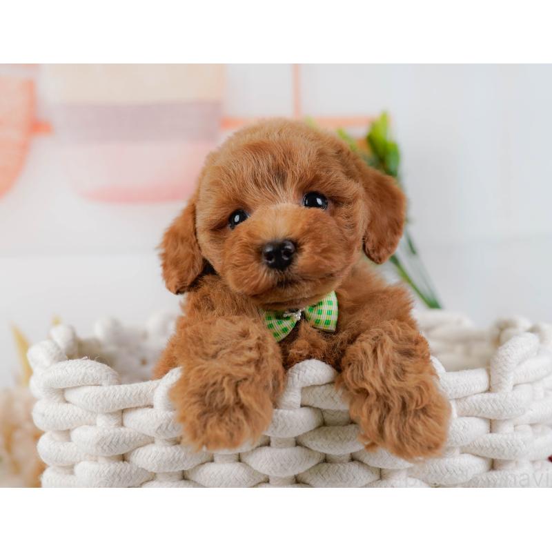 販売中の神奈川県のトイプードル-439015の7枚目