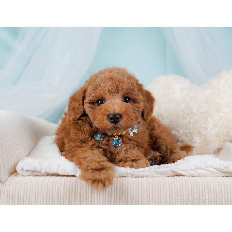 販売中の神奈川県のトイプードル-439015の6枚目