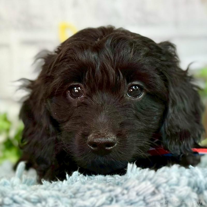 販売中の埼玉県のミックス犬-437393