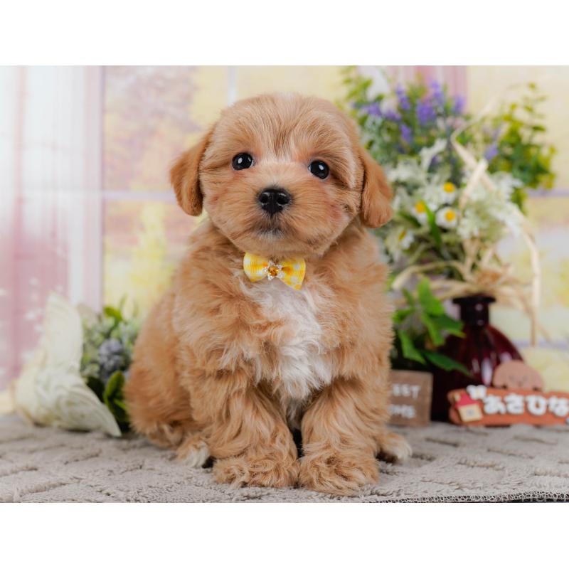 販売中の神奈川県のマルプー:マルチーズ×トイプードル-438970の13枚目