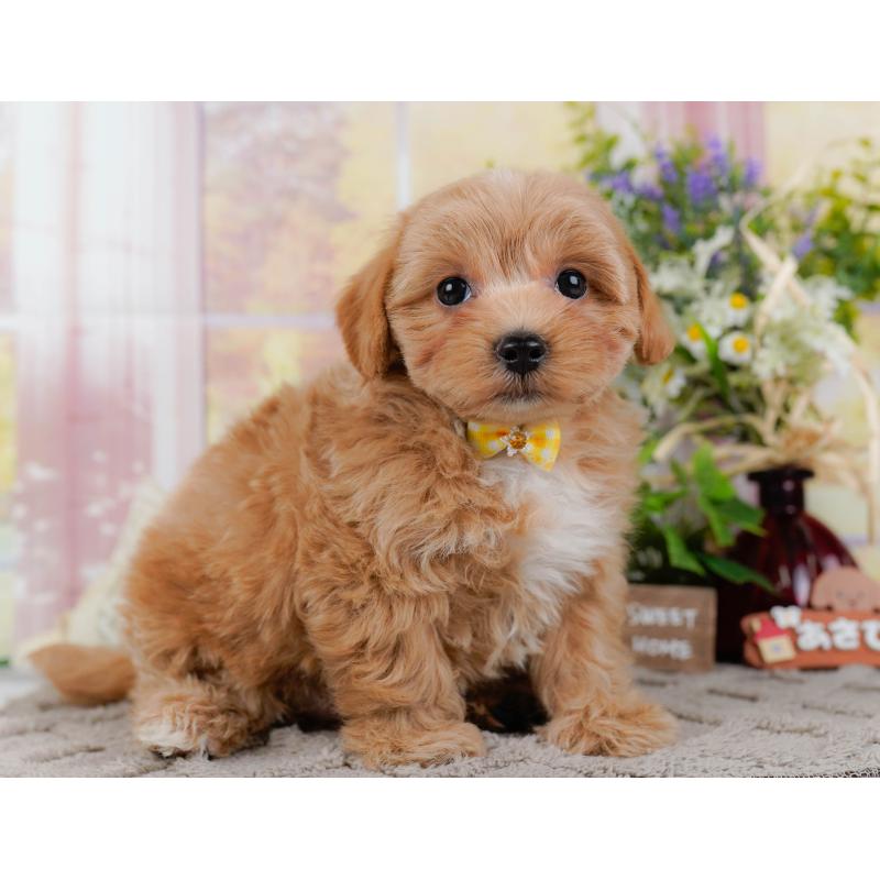 販売中の神奈川県のマルプー:マルチーズ×トイプードル-438970の12枚目