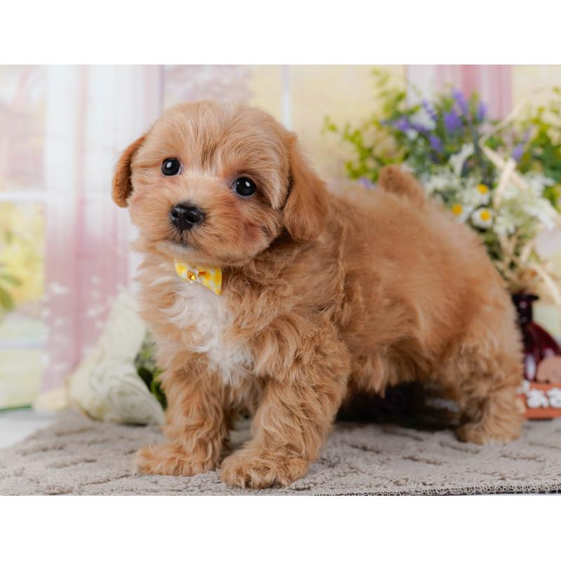 販売中の神奈川県のマルプー:マルチーズ×トイプードル-438970の11枚目