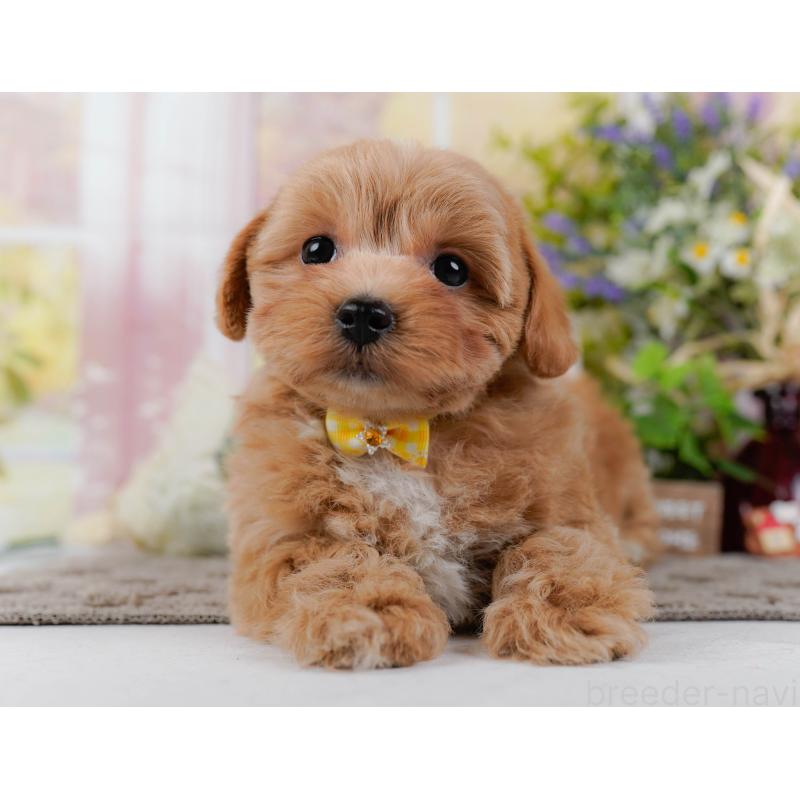 販売中の神奈川県のマルプー:マルチーズ×トイプードル-438970の9枚目