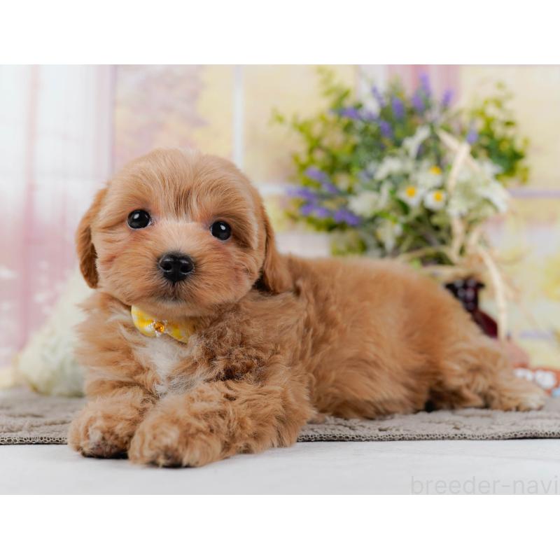 販売中の神奈川県のマルプー:マルチーズ×トイプードル-438970の8枚目