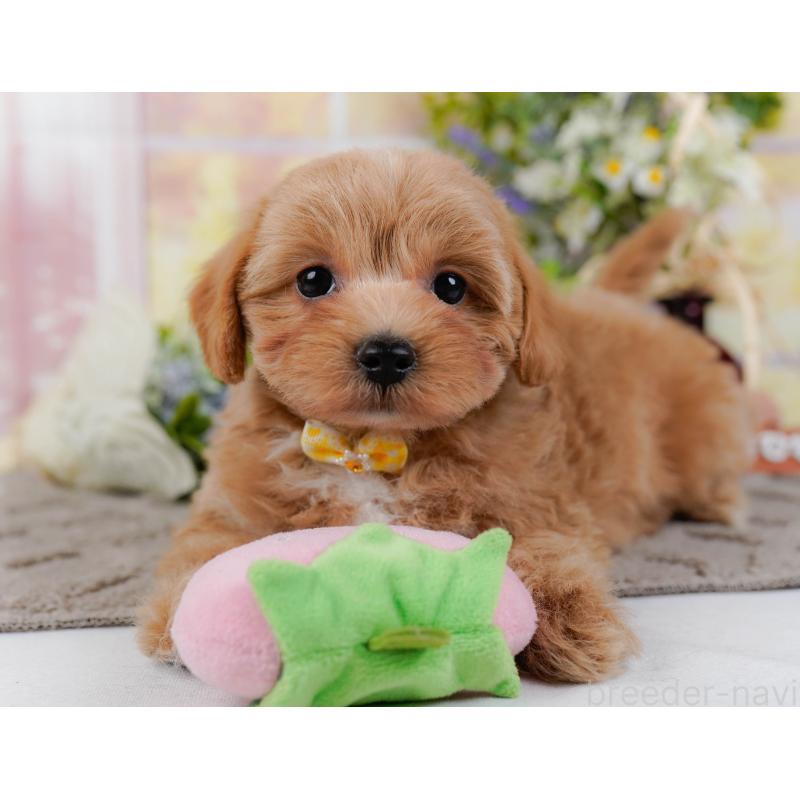 販売中の神奈川県のマルプー:マルチーズ×トイプードル-438970の7枚目