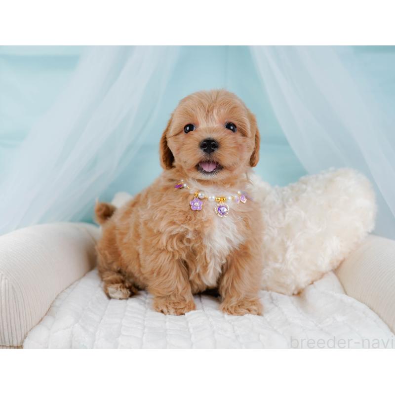 販売中の神奈川県のマルプー:マルチーズ×トイプードル-438970の6枚目