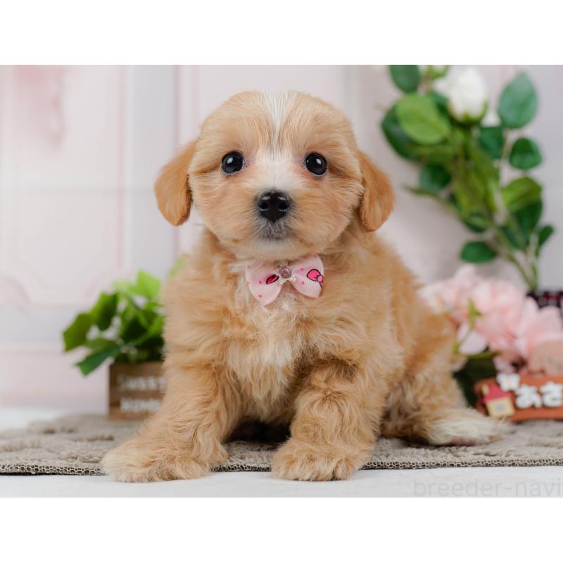 販売中の神奈川県のマルプー:マルチーズ×トイプードル-438975の13枚目