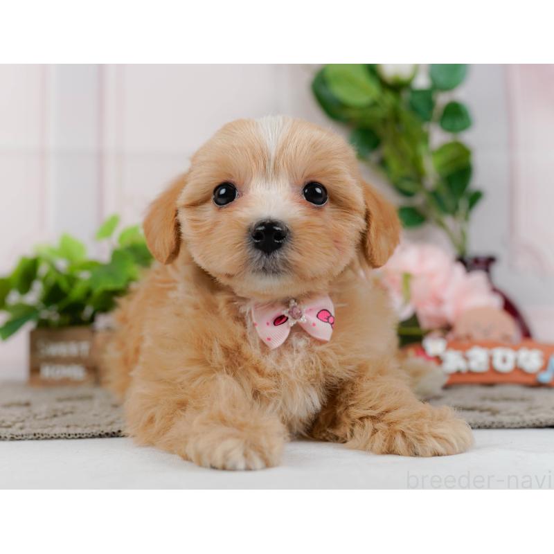 販売中の神奈川県のマルプー:マルチーズ×トイプードル-438975の12枚目