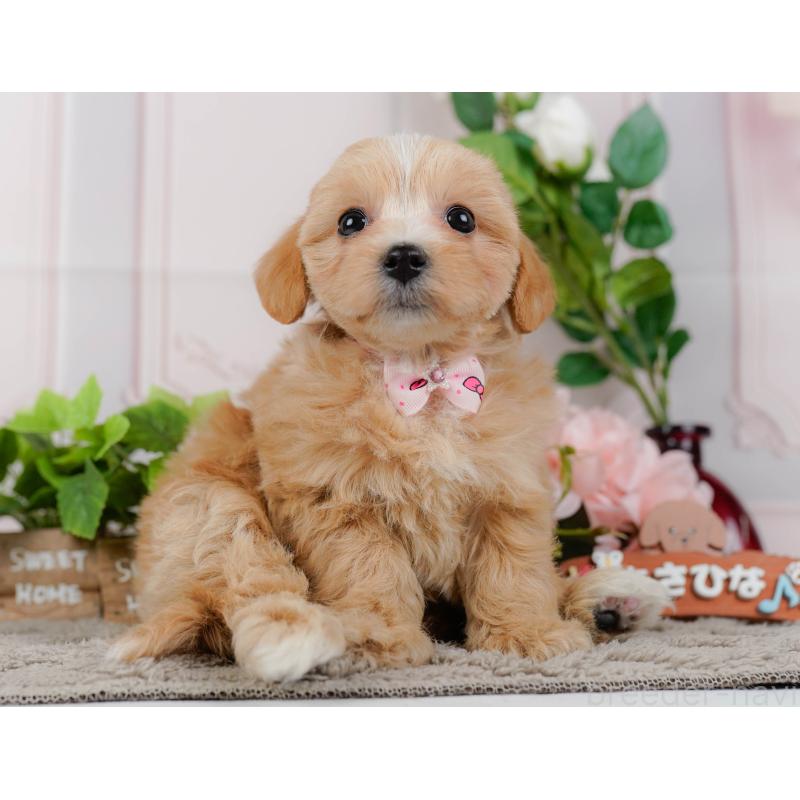 販売中の神奈川県のマルプー:マルチーズ×トイプードル-438975の11枚目