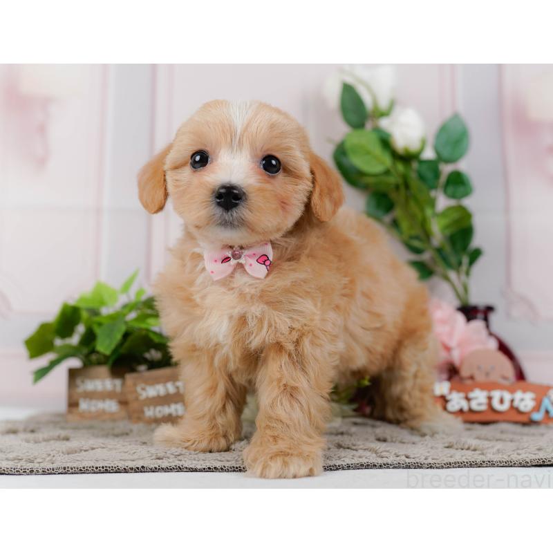 販売中の神奈川県のマルプー:マルチーズ×トイプードル-438975の10枚目