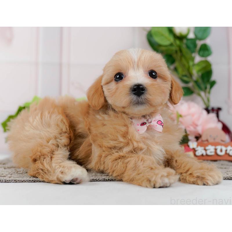 販売中の神奈川県のマルプー:マルチーズ×トイプードル-438975の9枚目