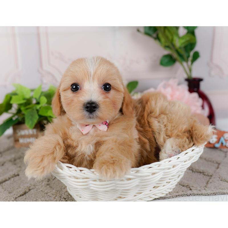 販売中の神奈川県のマルプー:マルチーズ×トイプードル-438975の7枚目