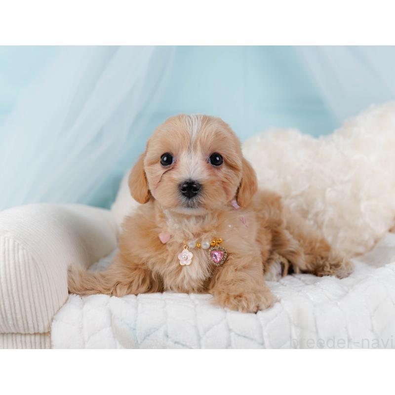 販売中の神奈川県のマルプー:マルチーズ×トイプードル-438975の6枚目