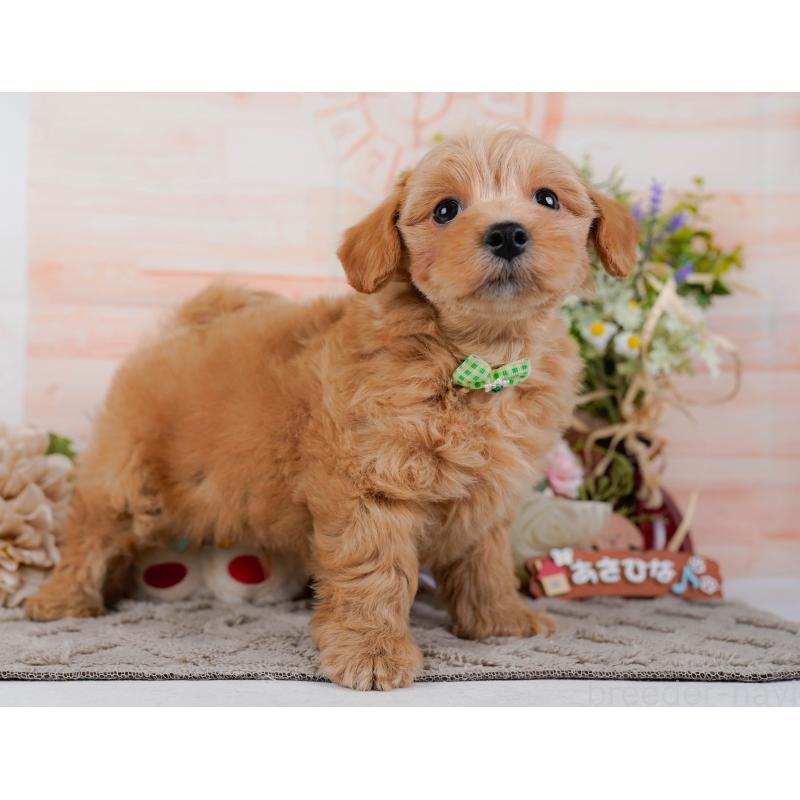 販売中の神奈川県のマルプー:マルチーズ×トイプードル-438977の13枚目