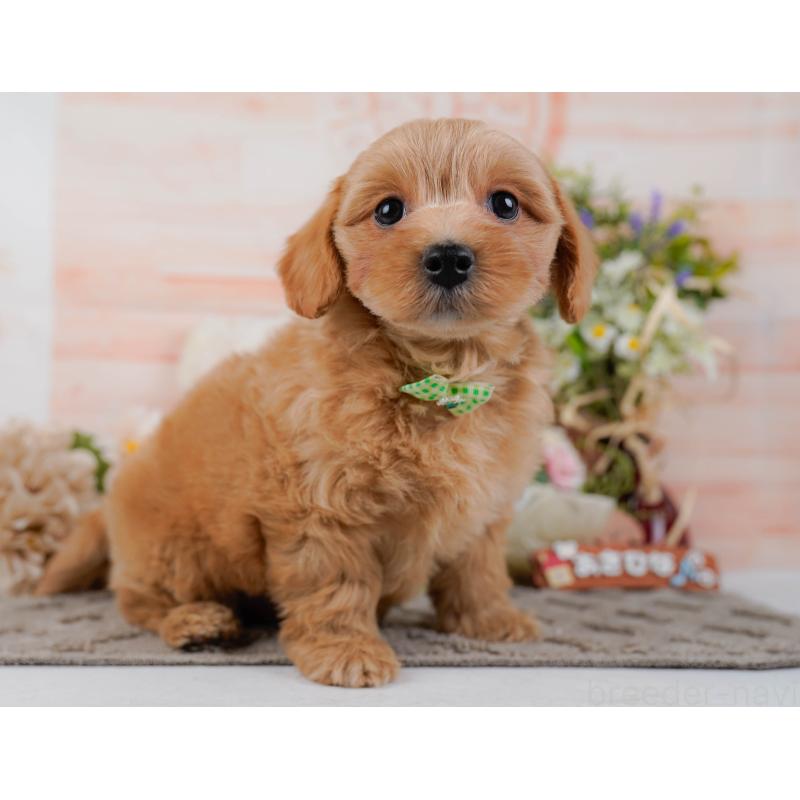 販売中の神奈川県のマルプー:マルチーズ×トイプードル-438977の12枚目