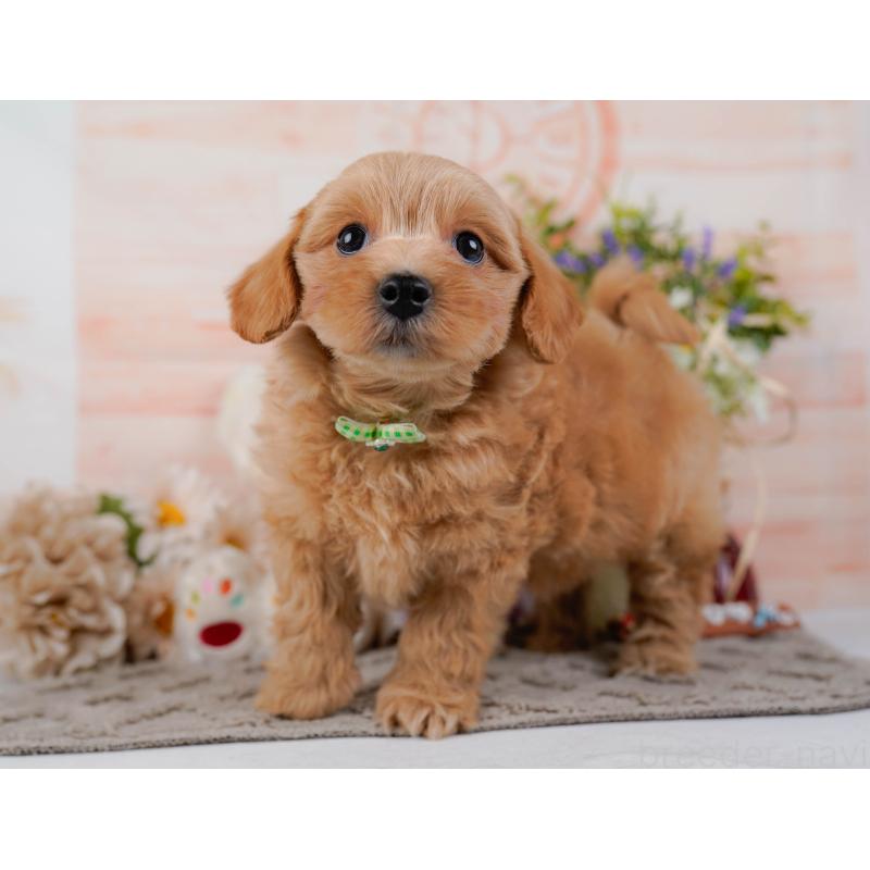 販売中の神奈川県のマルプー:マルチーズ×トイプードル-438977の11枚目