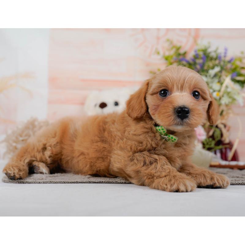 販売中の神奈川県のマルプー:マルチーズ×トイプードル-438977の10枚目