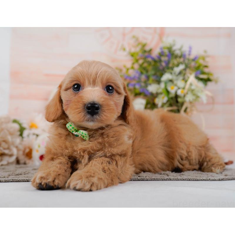 販売中の神奈川県のマルプー:マルチーズ×トイプードル-438977の9枚目