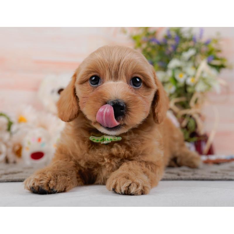 販売中の神奈川県のマルプー:マルチーズ×トイプードル-438977の8枚目