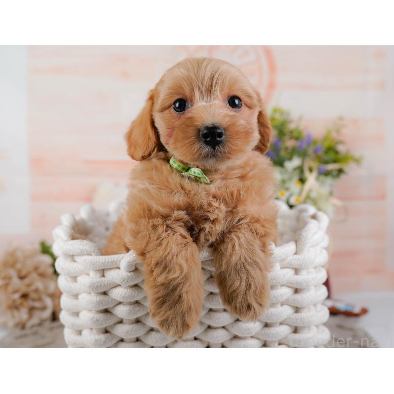 販売中の神奈川県のマルプー:マルチーズ×トイプードル-438977の7枚目