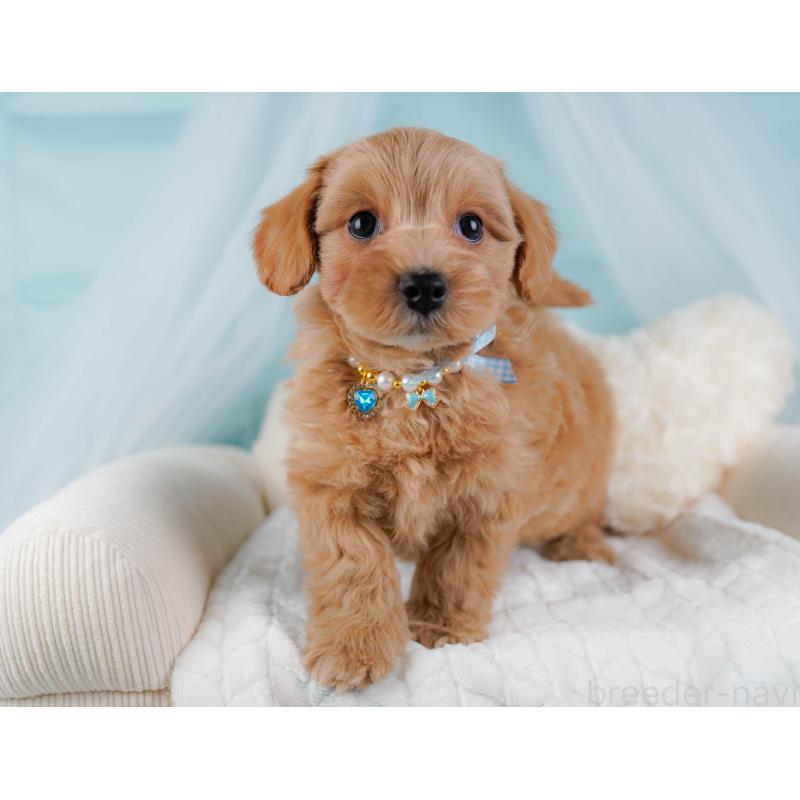 販売中の神奈川県のマルプー:マルチーズ×トイプードル-438977の6枚目