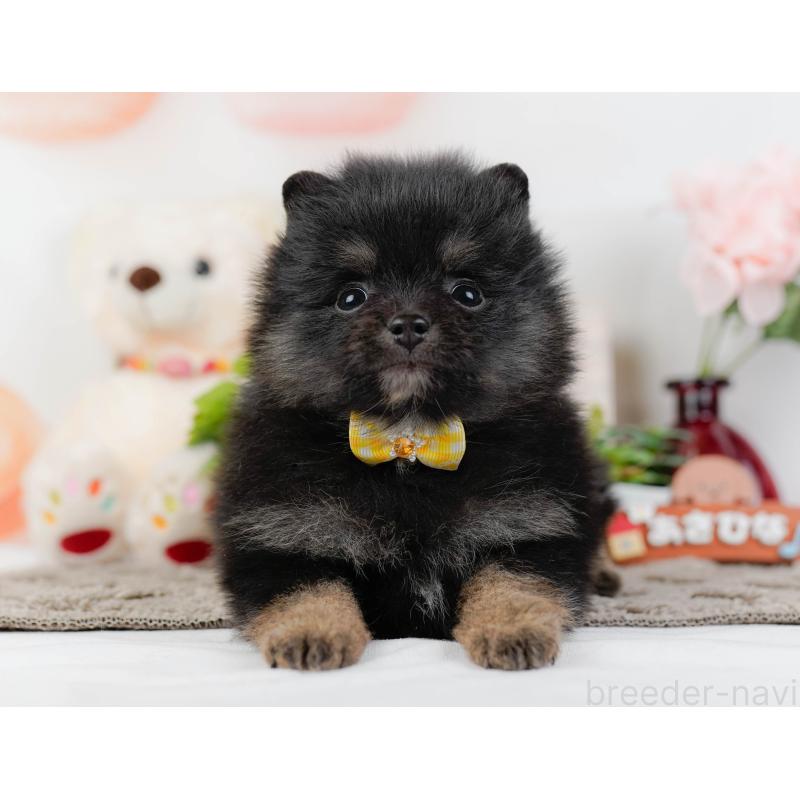 販売中の神奈川県のポメラニアン-438944の13枚目