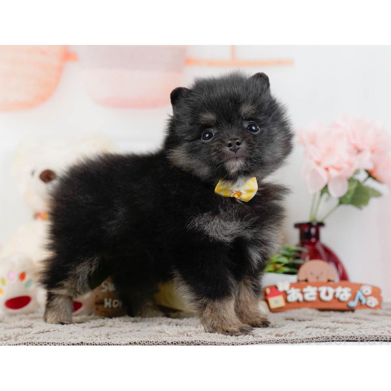 販売中の神奈川県のポメラニアン-438944の12枚目