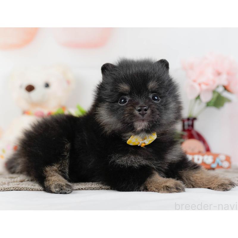 販売中の神奈川県のポメラニアン-438944の11枚目