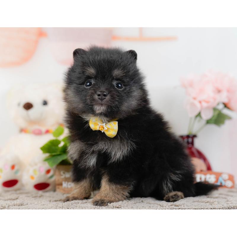 販売中の神奈川県のポメラニアン-438944の10枚目