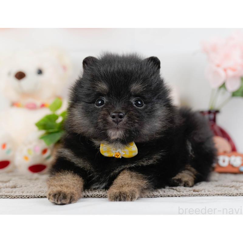 販売中の神奈川県のポメラニアン-438944の9枚目