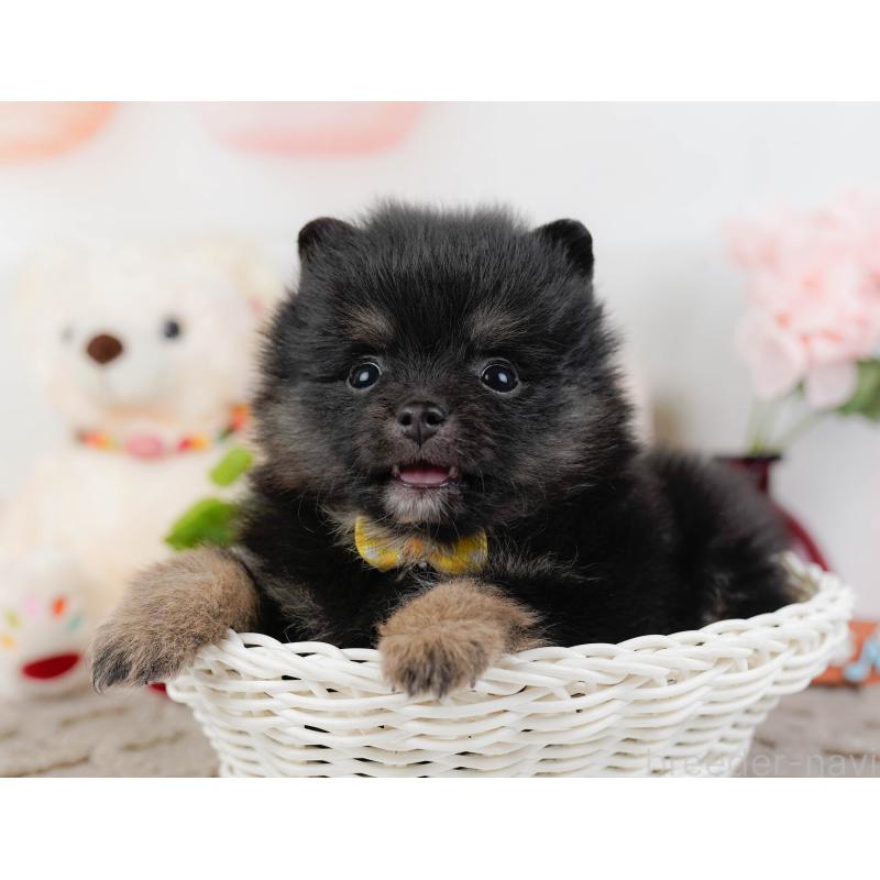 販売中の神奈川県のポメラニアン-438944の8枚目