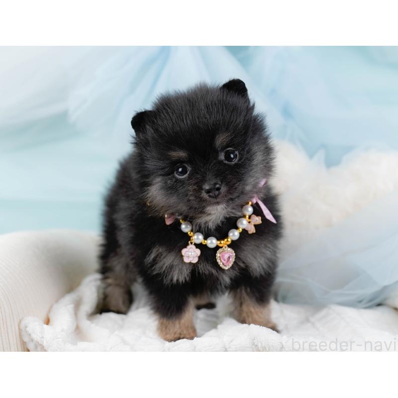 販売中の神奈川県のポメラニアン-438944の6枚目