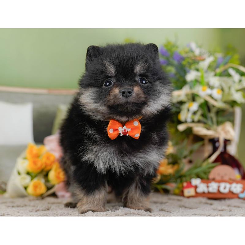 販売中の神奈川県のポメラニアン-438956の13枚目