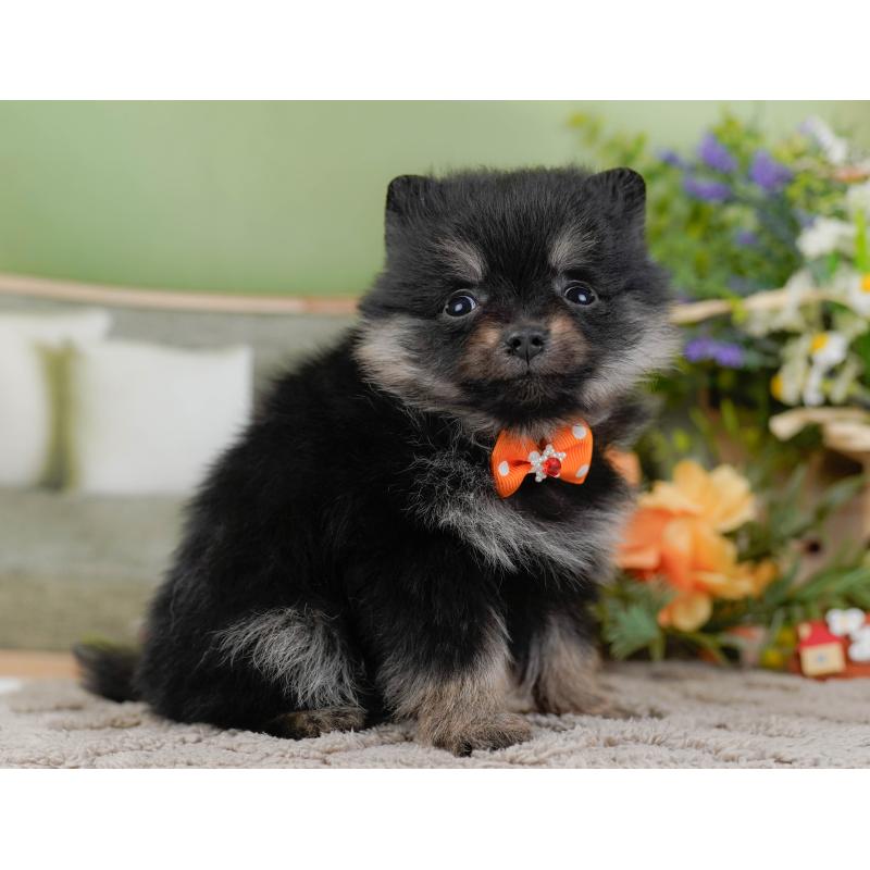 販売中の神奈川県のポメラニアン-438956の12枚目