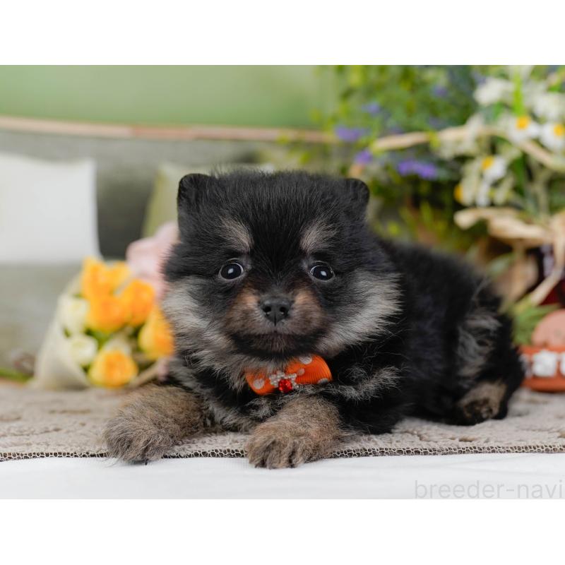 販売中の神奈川県のポメラニアン-438956の9枚目