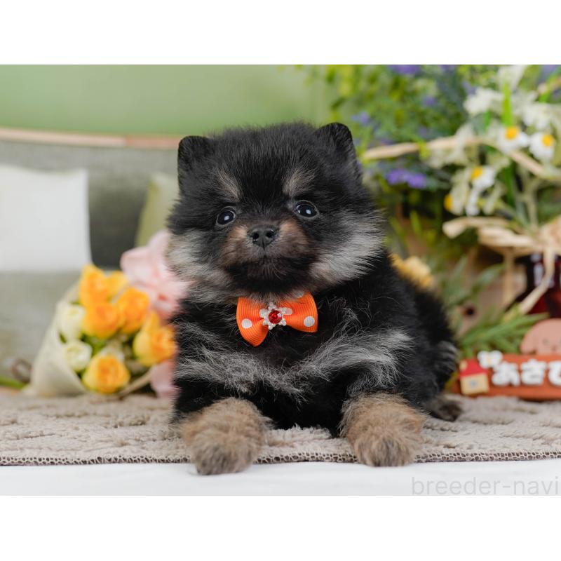 販売中の神奈川県のポメラニアン-438956の8枚目