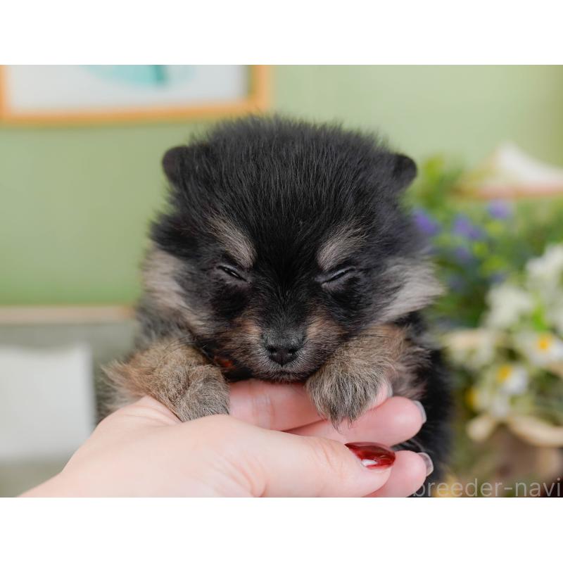 販売中の神奈川県のポメラニアン-438956の7枚目