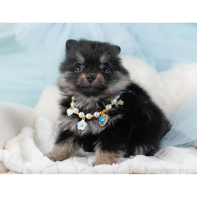 販売中の神奈川県のポメラニアン-438956の6枚目