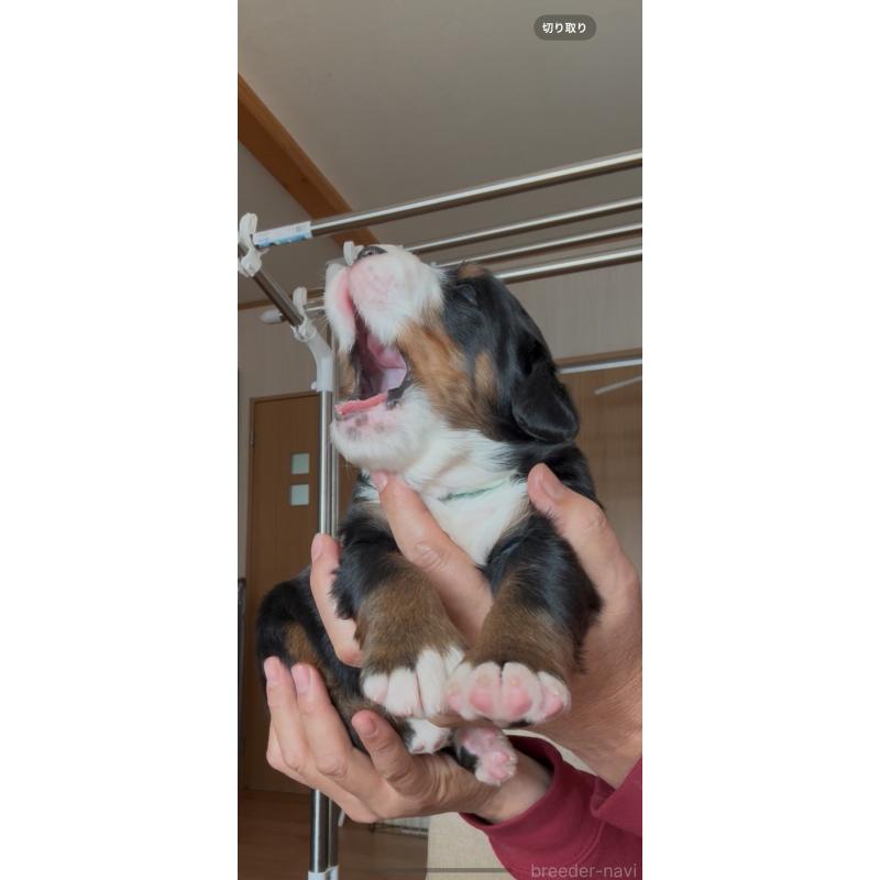 販売中の佐賀県のバーニーズマウンテンドッグ-438887の5枚目