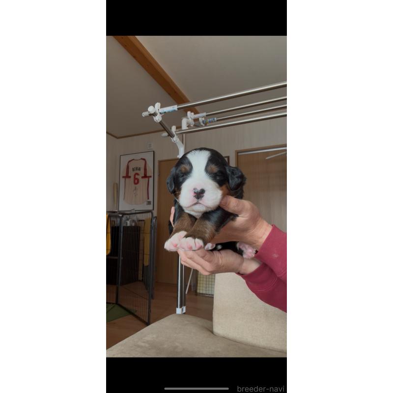 販売中の佐賀県のバーニーズマウンテンドッグ-438887の3枚目